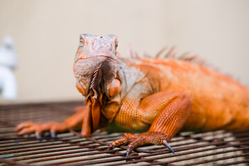 Bright orange iguana rests calmly on a metal cage surface, showing its unique scales, sharp claws, and distinct crest along the back, highlighting the exotic beauty of this reptile species.