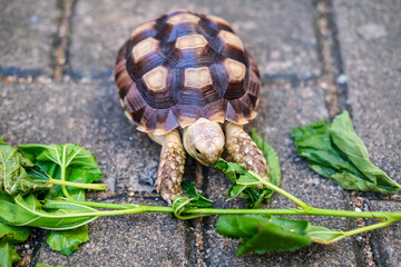 Young pet tortoise enjoys fresh green leaves placed on stone pavement, showing a simple yet heartwarming moment of feeding and caring for a small reptile in a natural outdoor setting.