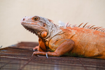 Bright orange iguana rests calmly on a metal cage surface, showing its unique scales, sharp claws, and distinct crest along the back, highlighting the exotic beauty of this reptile species.