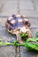 Young pet tortoise enjoys fresh green leaves placed on stone pavement, showing a simple yet heartwarming moment of feeding and caring for a small reptile in a natural outdoor setting.