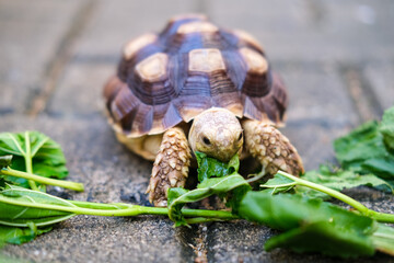 Young pet tortoise enjoys fresh green leaves placed on stone pavement, showing a simple yet heartwarming moment of feeding and caring for a small reptile in a natural outdoor setting.
