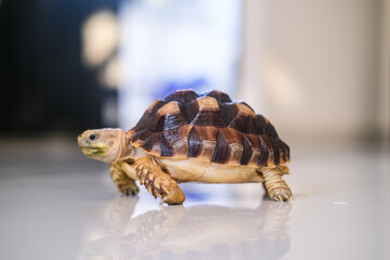 Small tortoise walking slowly on a smooth reflective surface indoors, its patterned shell catching the light while its curious face looks ahead with calm and steady movement.