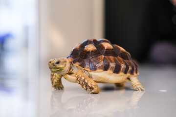 Small tortoise walking slowly on a smooth reflective surface indoors, its patterned shell catching the light while its curious face looks ahead with calm and steady movement.