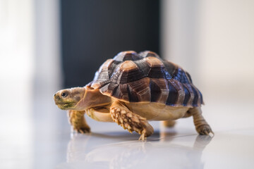 Small tortoise walking slowly on a smooth reflective surface indoors, its patterned shell catching the light while its curious face looks ahead with calm and steady movement.