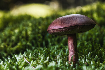 mushroom forest autumn macro nature