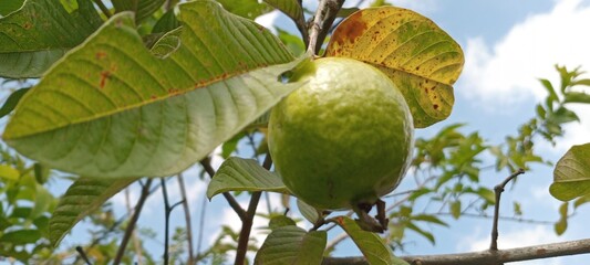 Round green guava, slightly rough, spotted skin, fresh sweet flesh, rich in vitamin C and natural fiber.