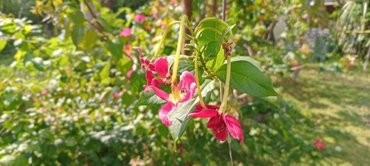 This flower is bright pink, grows in clusters, has oval-shaped petals hanging down, fresh green leaves, slender stems, and looks beautiful.
