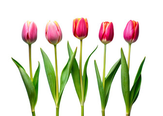 A collection of small Tulip leaf twigs with five leaves isolated against a flat background.