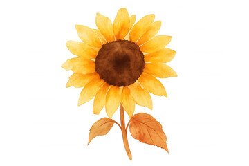 Sunflower watercolor painting illustrating a yellow blossom with brown center and green stem on a transparent background