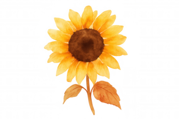 Sunflower watercolor painting illustrating a yellow blossom with brown center and green stem on a transparent background