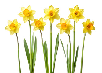 A collection of small Daffodil leaf twigs with five leaves isolated against a flat background.