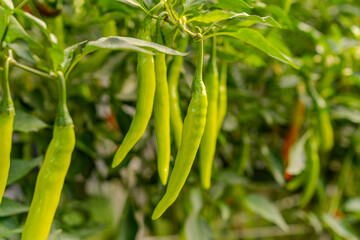 Fresh green chili peppers growing on plant