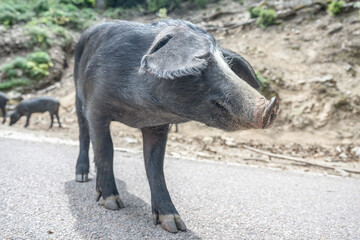cute wildlife Nustral pigs in contryside, Evisa, Corsica, France. Porcu nustrale in Corse outdoor on roads danger