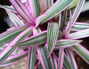 close up of a purple flower