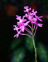 purple flower on black background