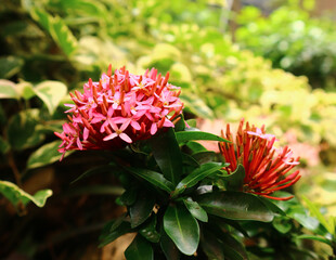 red dahlia flower in garden