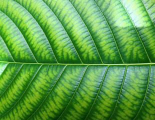green leaf background