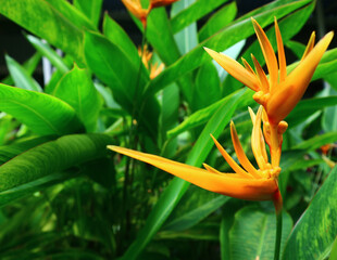 orange lily in the garden