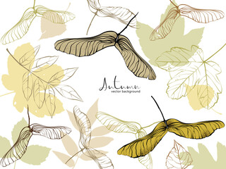 1581_Vector autumn background with textured maple keys and leaves