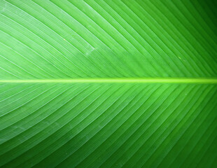 green leaf texture