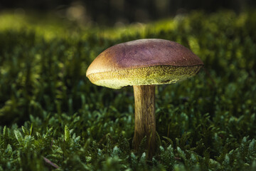 mushroom forest autumn macro nature