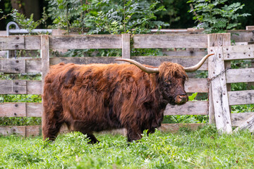 Highland Cow with long horns in front of a wooden fence