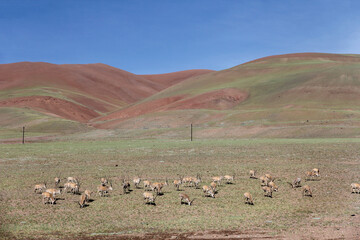 A group of wild animals grazing on a vast grassland with colorful hills in the background