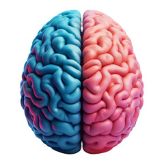3D Realistic Human Brain Model with Blue and Pink Hemispheres Isolated on White Background
