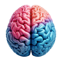 3D Realistic Human Brain Model with Blue and Pink Hemispheres Isolated on White Background
