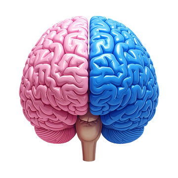3D Realistic Human Brain Model with Blue and Pink Hemispheres Isolated on White Background
