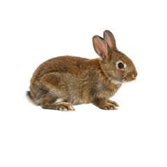 Obraz premium Small brown rabbit animal pet isolated PNG with Transparent Background