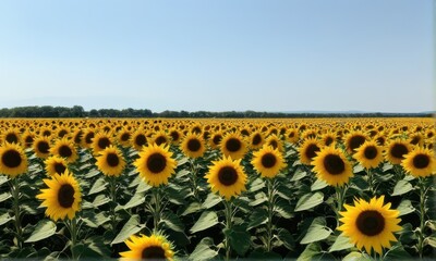 Vibrant Sunflower Field Under Clear Blue Sky on Sunny Day Summer Landscape