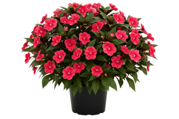 Lush bush of vibrant red impatiens flowers in a black pot isolated on a transparent background