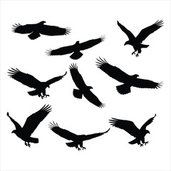 Obraz premium Black eagles soaring sky bird flight