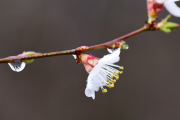 Fresh green leaves of a apricot tree bloom in snowy spring. Shallow depth of field