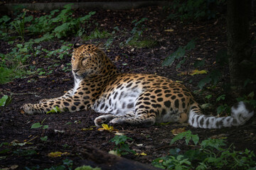 Amur Leopard is the rarest of the big cats.