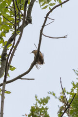 Eurasian Nuthatch, Little Songbird (Sitta europaea) Wood Nuthatch