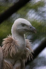 Portrait of a vulture in the nature