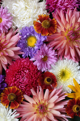 Colorful dahlia and aster flowers creating floral background pattern