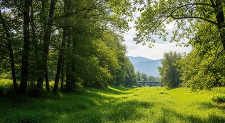 Fototapeta premium Sunlit forest path with lush green trees and rolling hills in the distance