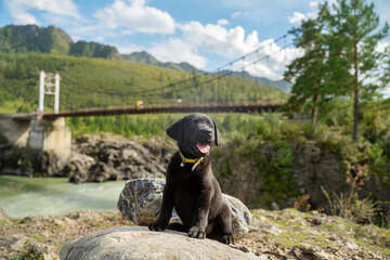 A black Labrador puppy sits on a rock against the backdrop of mountains and a bridge