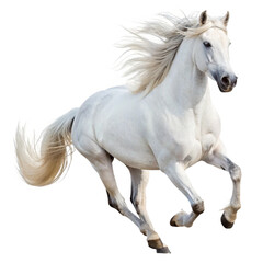 horse isolated on white background, A magnificent white horse galloping freely on a white background in a dynamic composition