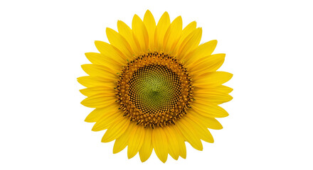 Bright Yellow Sunflower Isolated on Black transparent