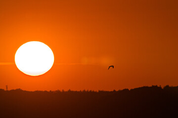 Low sun above horizon with flying bird in orange sky.