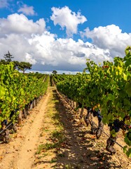 A vineyard path stretches into the distance under a partly cloudy sky