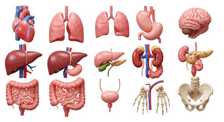 Anatomical illustration displaying various human internal organs including the heart, lungs, liver, stomach, brain, kidneys, intestines, bladder, pancreas, and pelvic bone.
