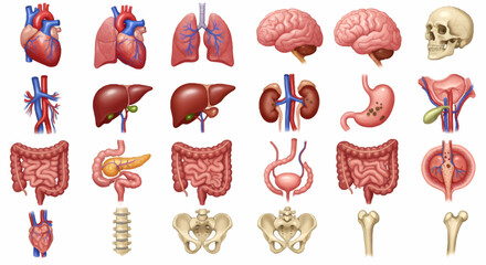 Illustration showing a collection of human internal organs, including the heart, lungs, brain, liver, kidneys, stomach, intestines, bladder, pancreas, skull,...