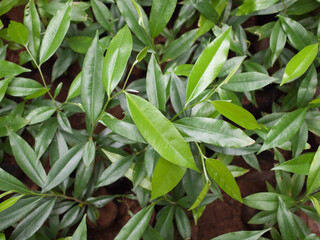 Obraz premium Growing seedlings in nursery bags