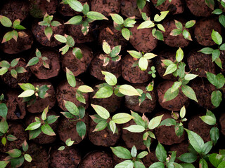 Growing seedlings in nursery bags