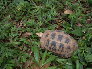 Wild turtles are reptiles that crawl on the grass.
